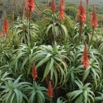 Aloe_arborescens_Compton