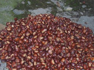 castagne-001-1024x768