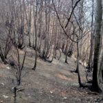 sopralluogo_post-incendi_Monte Tre Denti-Freidour_2017_5