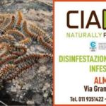 ciadit processionaria