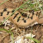 VIPERA ASPIS