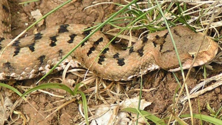 Vipera Berus