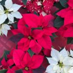 Floralpi stelle di natale (4)