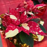 Floralpi stelle di natale (7)