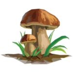 Funghi Porcini