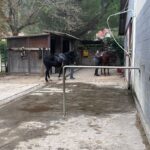 mannus equitazione 9